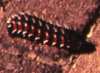 I have had identified for me cooked caterpillars served as beer munchies that must have looked like this fella before being sauted. I did not partake, so I can't comment on how they taste.  I'll eat a lot of weird-looking things, especially out of the oceans, but I won't eat bugs.  Blechh!