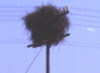 This is why cell phones are so popular. Land lines tend to be a bit noisy, especially when the bird nests get wet! This is a nest of society weaver birds. There can be hundreds of birds in a nest, and the nests can get a lot bigger than this one.