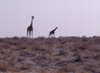 They insisted on waiting for us to continue down the road before they continued on their way to the local watering hole. Animals in the region spend much time migrating between watering holes as the springs dry up. Since there are no tall trees for hundreds of kilometers, (and haven't been for eons), I would surmize that longer necks also give giraffes a survival advantage because they can see predators further away.